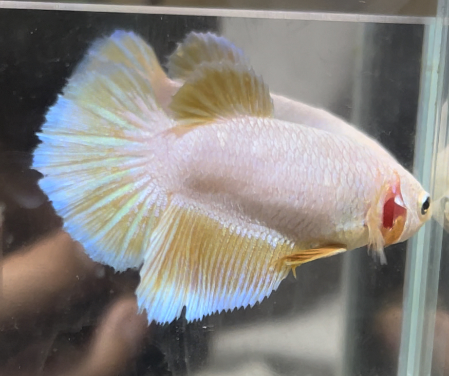betta656