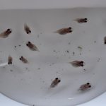 betta652