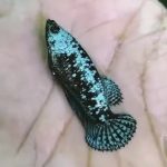 betta662