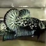 betta662