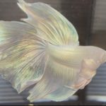betta663