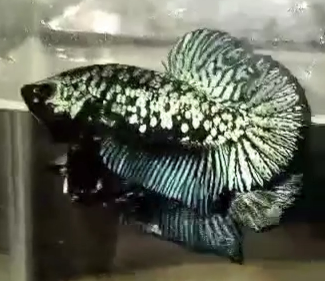 betta662