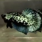 betta662
