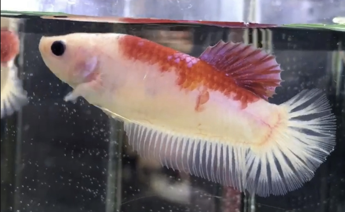 betta680