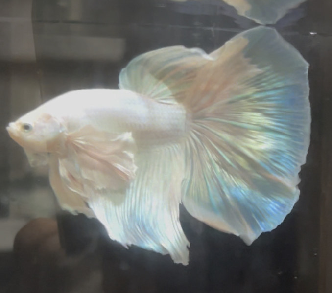 betta681
