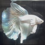 betta681