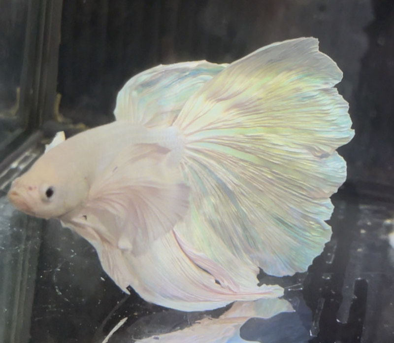 betta682