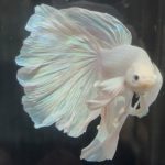 betta682