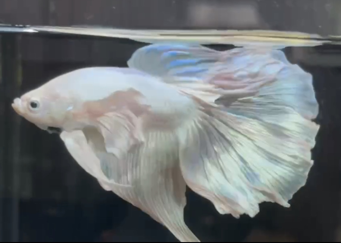 betta685