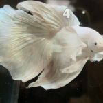 betta685