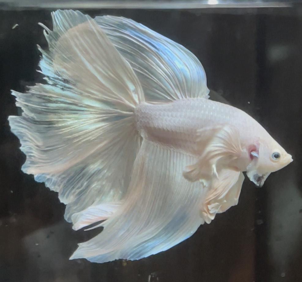 betta683