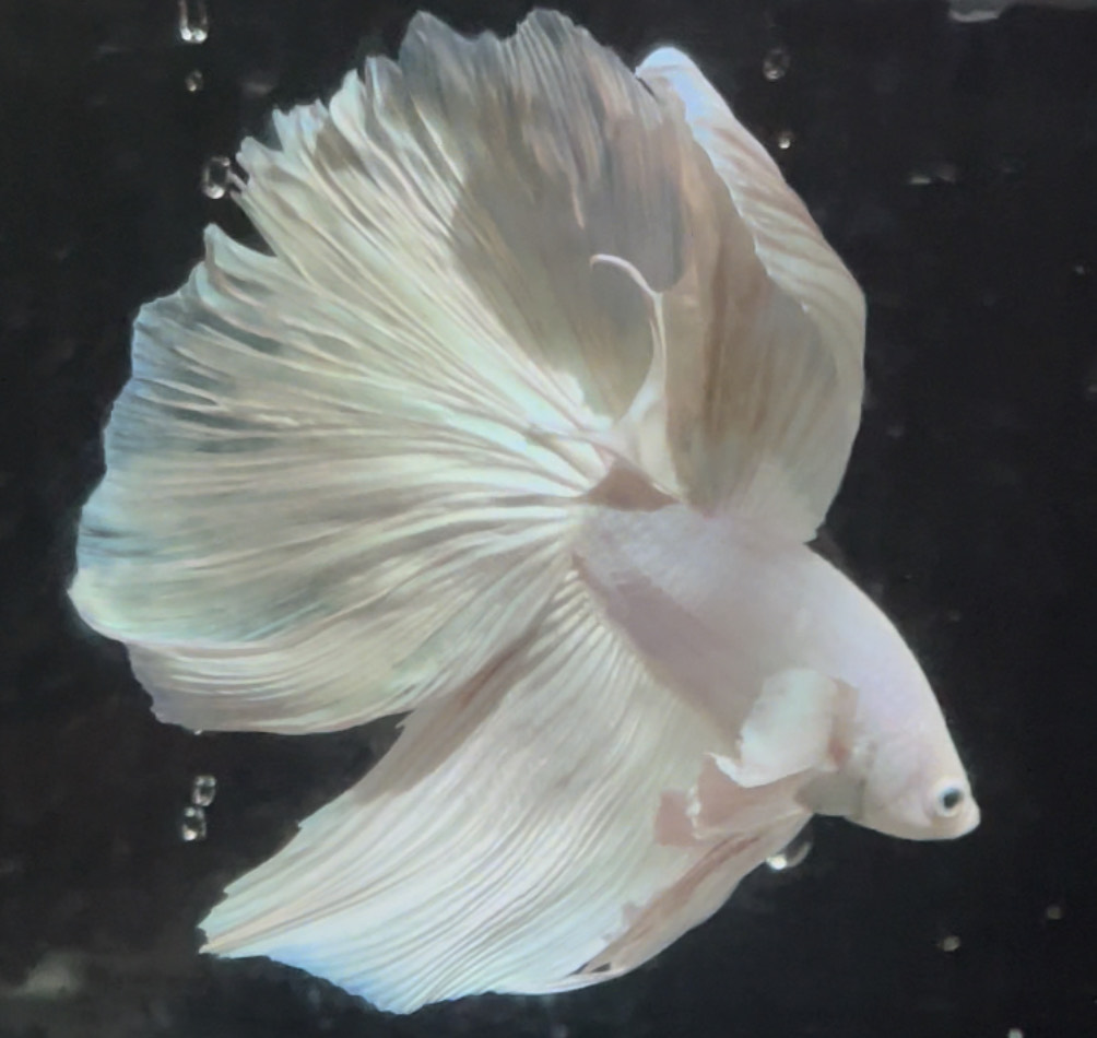 betta684