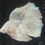 betta684