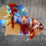 betta693