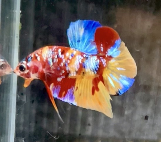 betta693