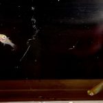betta694