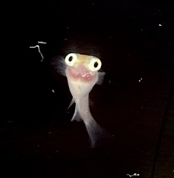betta694
