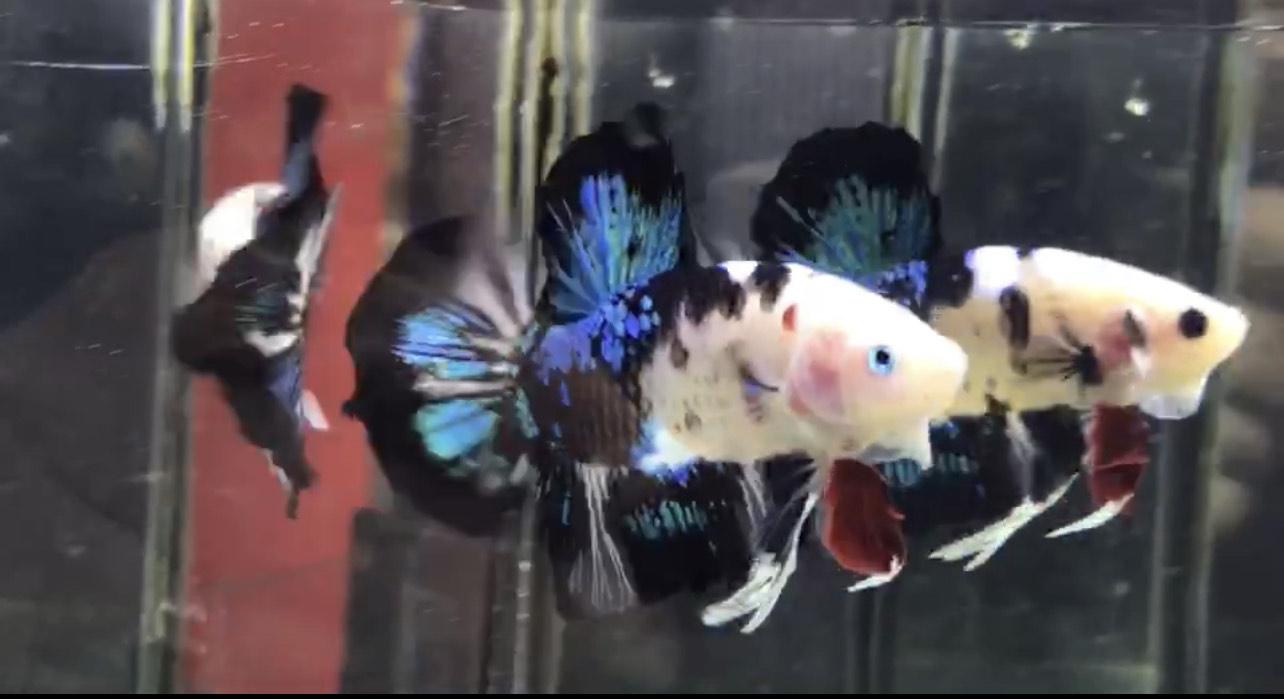 betta696
