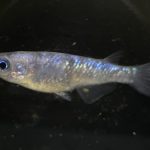 betta703