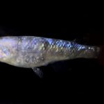 betta703