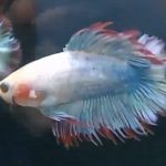 betta699