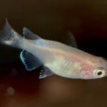 betta702