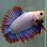 betta700