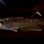 betta701