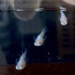 betta702