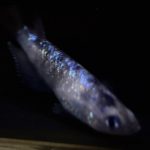 betta703
