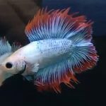 betta698