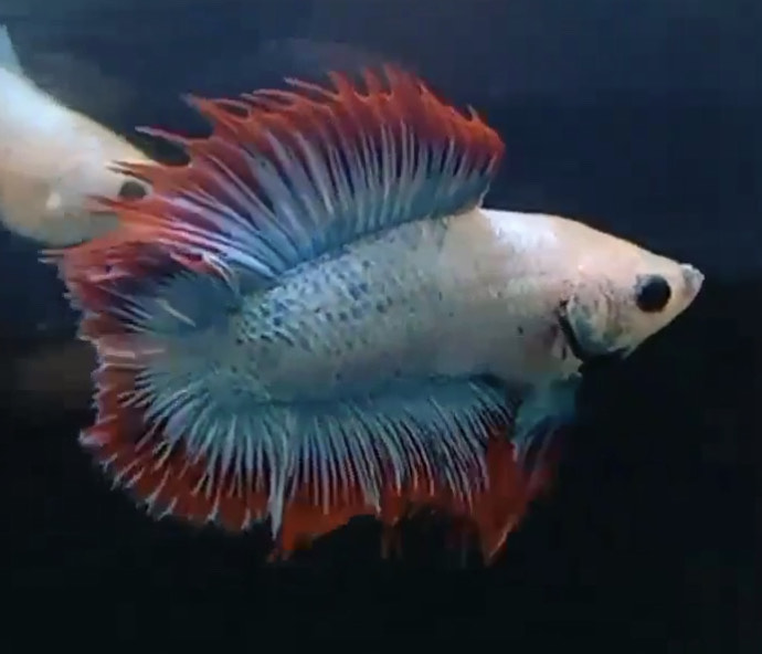 betta698