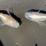 betta702