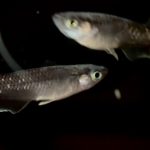 betta701
