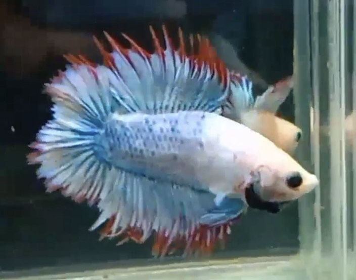 betta699