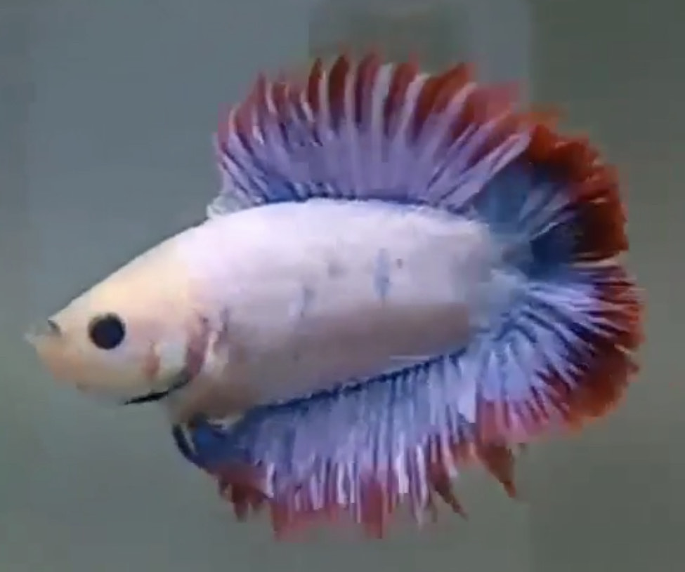 betta700