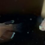 betta702