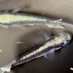 betta701