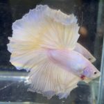 betta705
