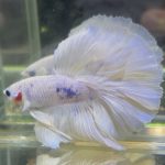 betta707