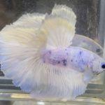 betta707