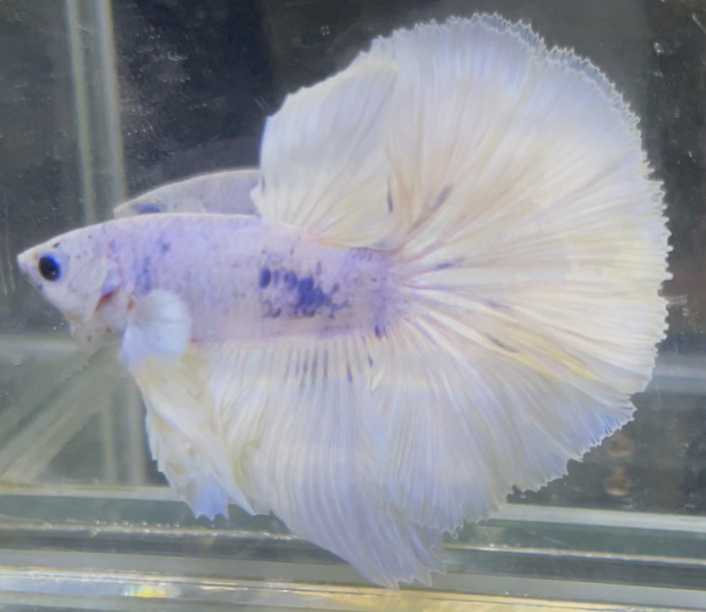 betta707