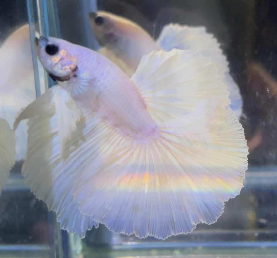 betta706