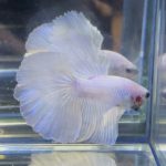 betta706