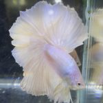 betta705