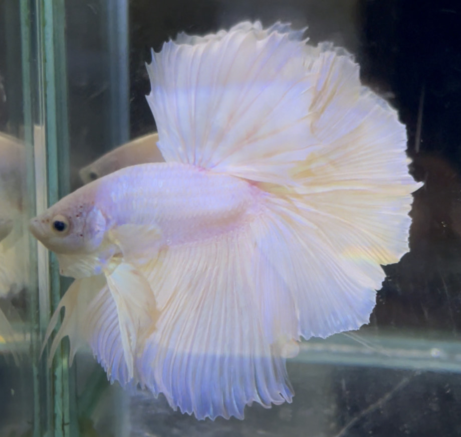 betta705