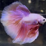 betta704