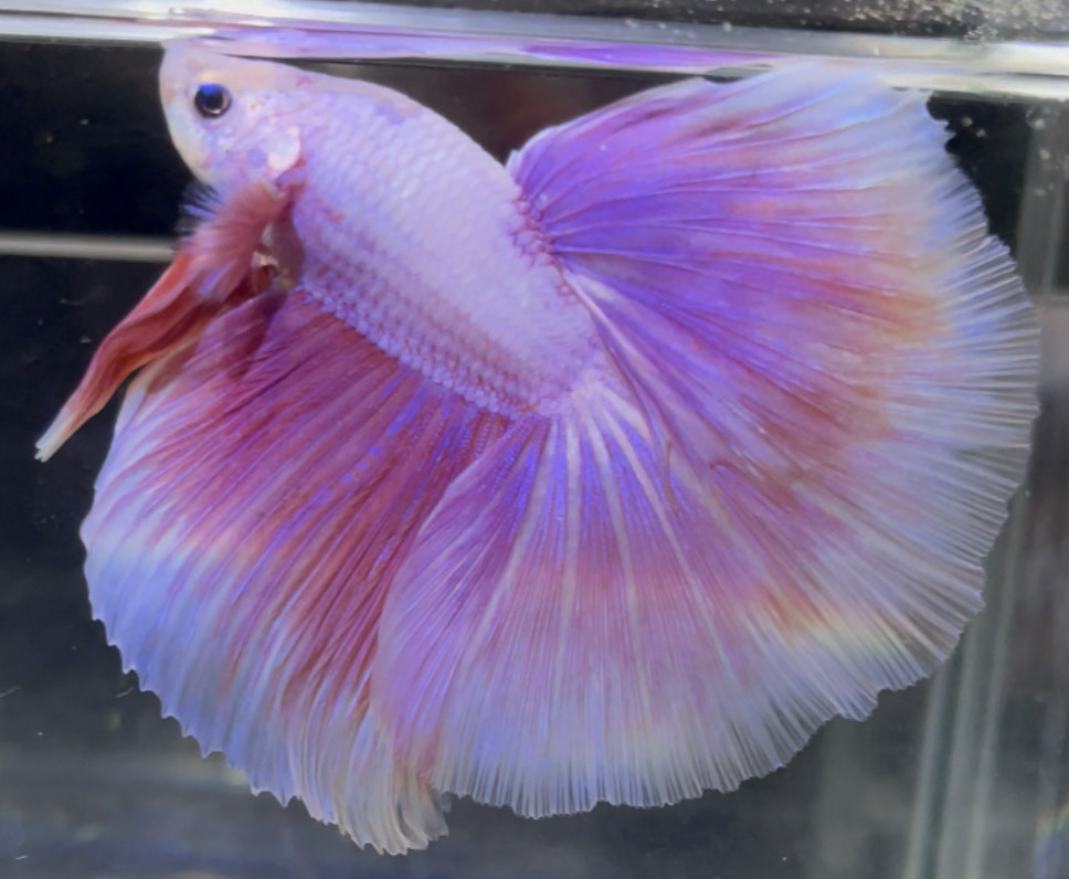 betta704