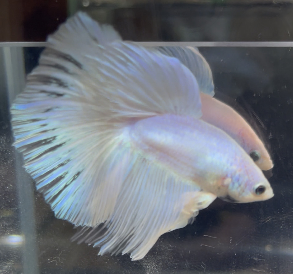 betta708