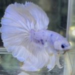 betta707
